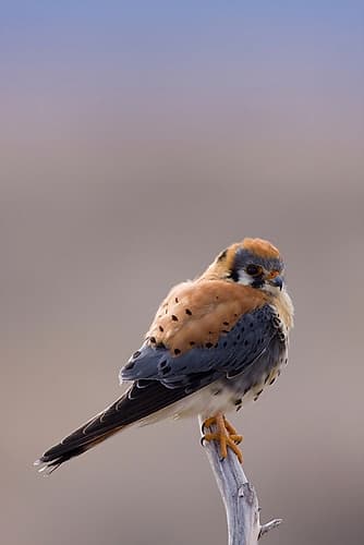 American Kestrel Art Print by Ken Archer
